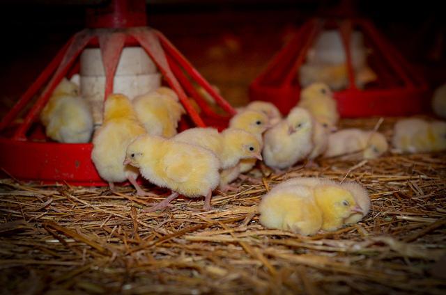 Kŕmenie kurčiat v prvých dňoch života: tipy pre začiatočníkov