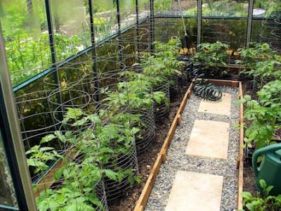 Potrebujete vedieť, ako viazať paradajky do skleníka
