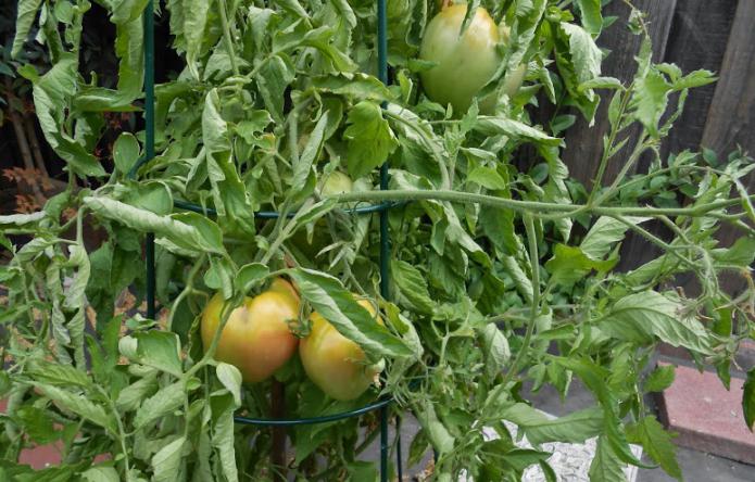 Tomato "ox srdce" - liečba medzi zeleninou