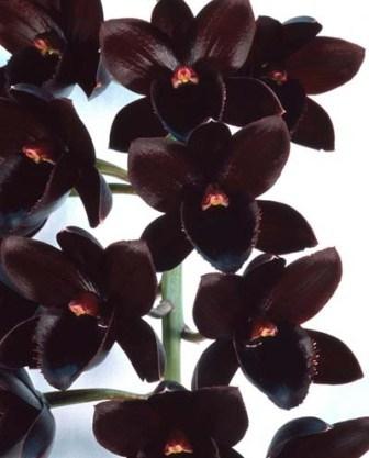 čierne orchidea foto kvety