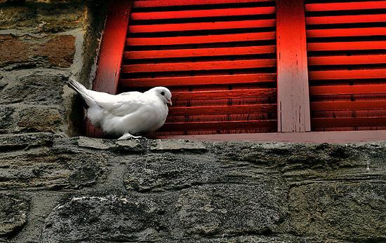 Biela holubica sedela na parapete