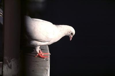 Biela holubica na prahu znamenia