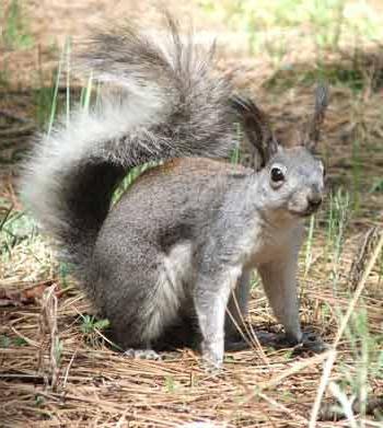 Čo v našich lesoch jedia veveričky?