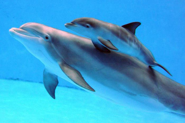 O koľkých žijú delfíny a ďalšie zaujímavé fakty o týchto zvieratách