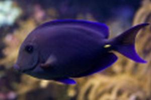 Nebezpečné ryby Červeného mora