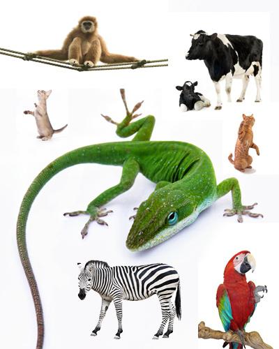 Druhy zvierat: príklady, klasifikácia