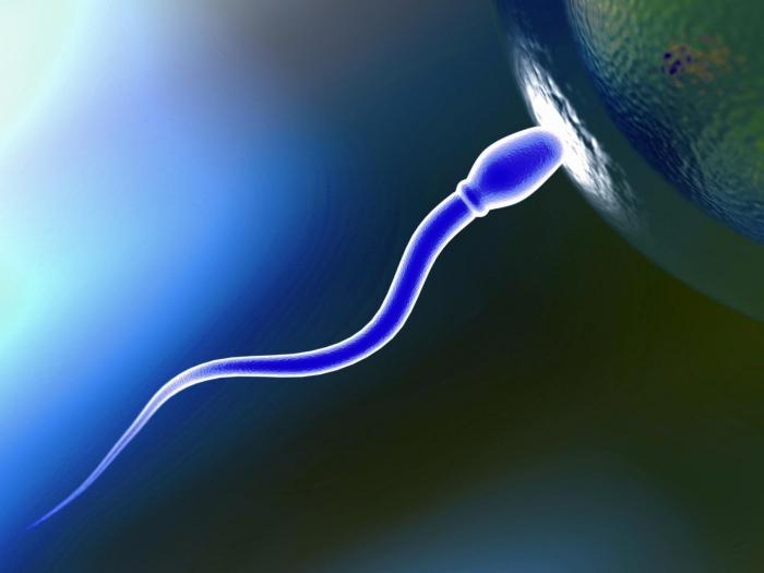Aglutinácia v spermograme: čo robiť?